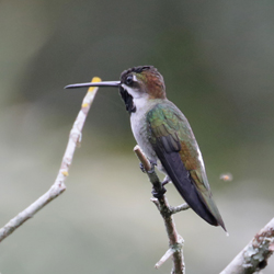 Long-billed Starthroat